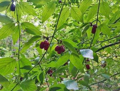 Прикрепленное изображение: 2kiz.jpg